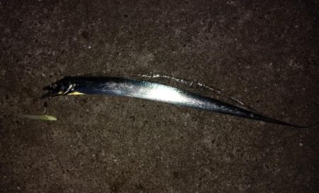 ミスバイト多発